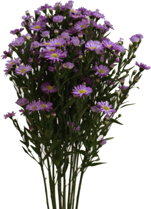 Aster Purple - European Michaelmas Daisy (700x700), Png Download