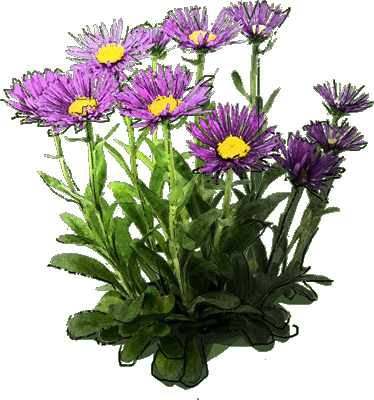 Aster Alpejski "dunkle Schöne" - Aster Png (374x400), Png Download