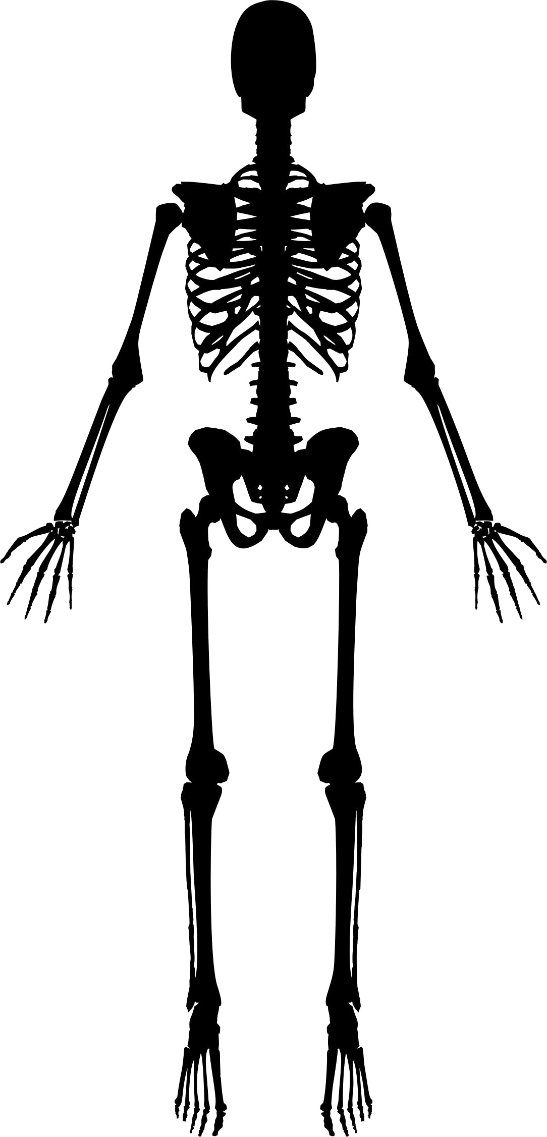 Skeleton Silhouette Png (1084x2254), Png Download