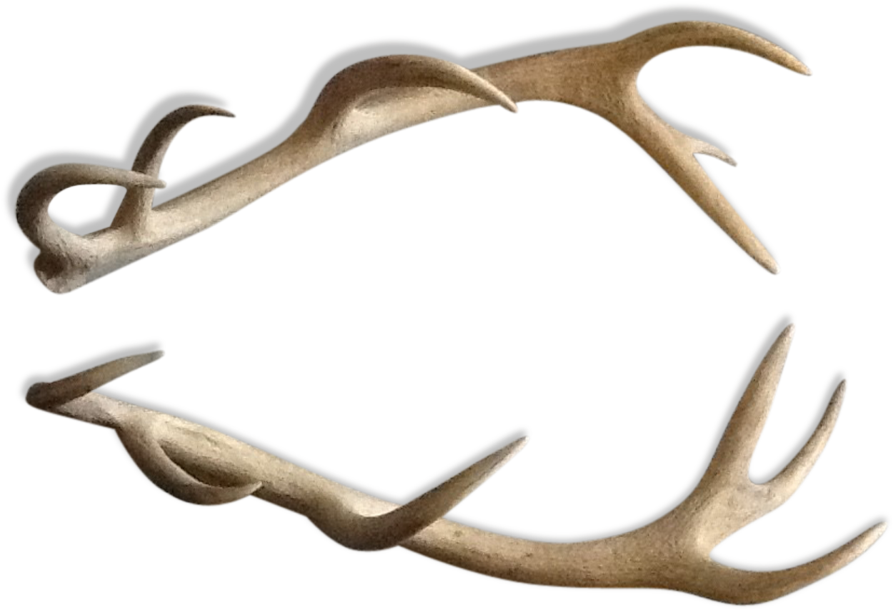 Deer (1457x1457), Png Download