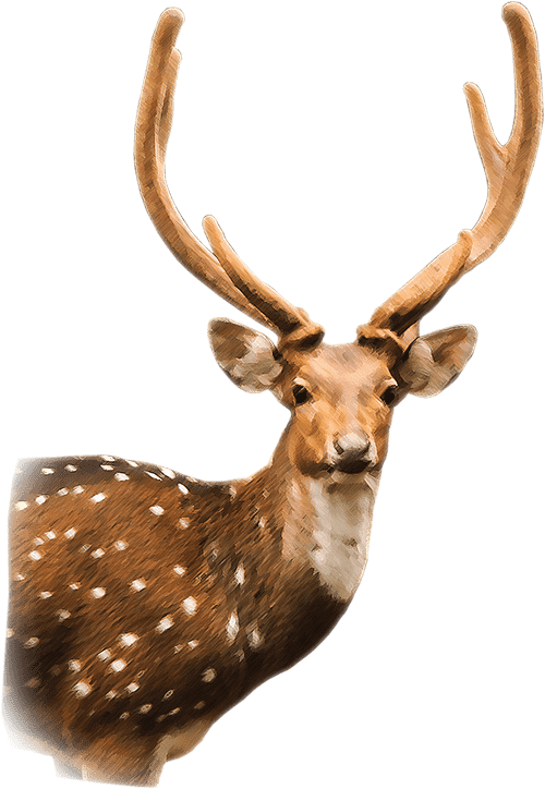 Axis Deer - Chital (500x724), Png Download