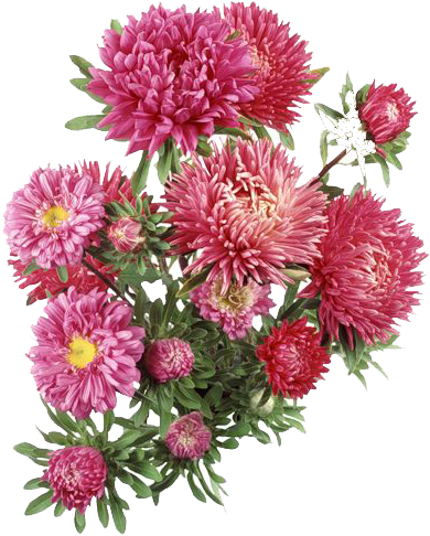 C - \fakepath\kew - Aster Flower Transparent Background (402x500), Png Download