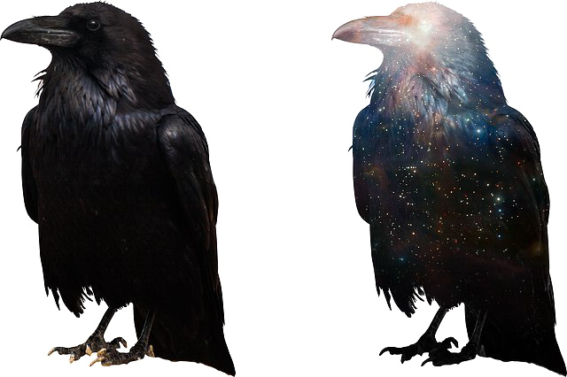 Crow Free Png Image - Crow Png (640x426), Png Download