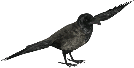 Hooded Crow 2 - Wiki (480x480), Png Download