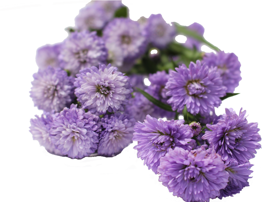 Aster Flowers Aster Flowers - Chrysanthemum (1024x683), Png Download