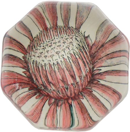 Collection Name - Aster (500x500), Png Download