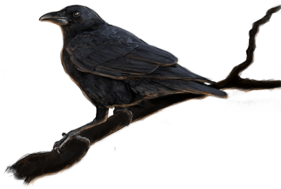 Crow - American Crow (500x354), Png Download
