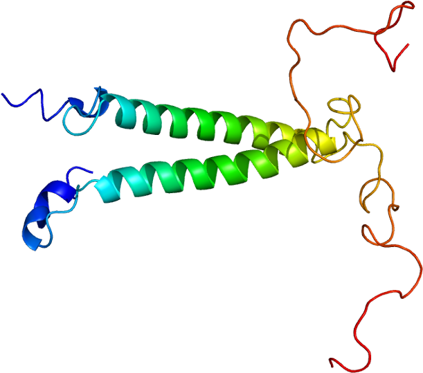 Protein Tsc22d3 Pdb 1dip - Tsc22d1 (660x588), Png Download