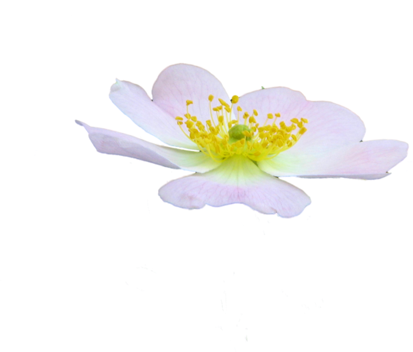 Cute Flower Png By Spooky Dream-d47jhc0 - Rosa Rubiginosa (1032x774), Png Download