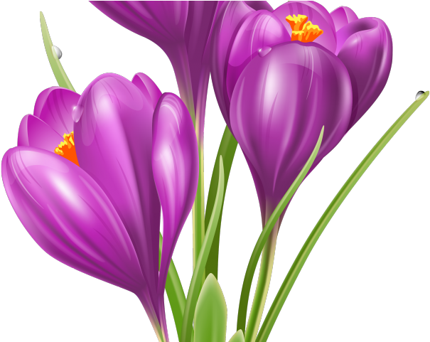Crocus Clipart Cute Flower Garden - Crocus Clipart (640x480), Png Download