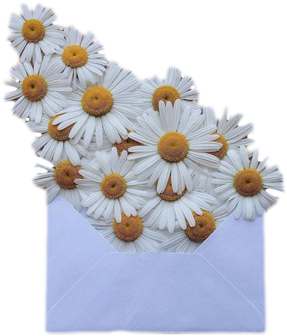 Transparent Png Transparent Blg Dark Blg - Daisy Transparent (540x540), Png Download