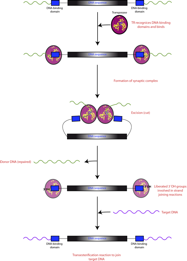 File - Trmechanism3 - Transposable Enzymes (600x837), Png Download