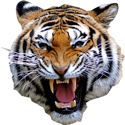 Cafepress Atiger Shirt Square Sticker 3 X Bumper Car (444x434), Png Download