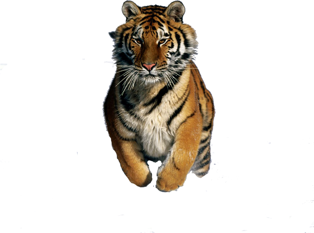 Tigre Png - Siberian Tigers On Snow (1024x768), Png Download