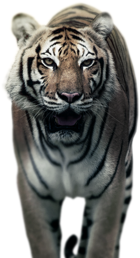Tigre - Bengal Tiger (1680x647), Png Download
