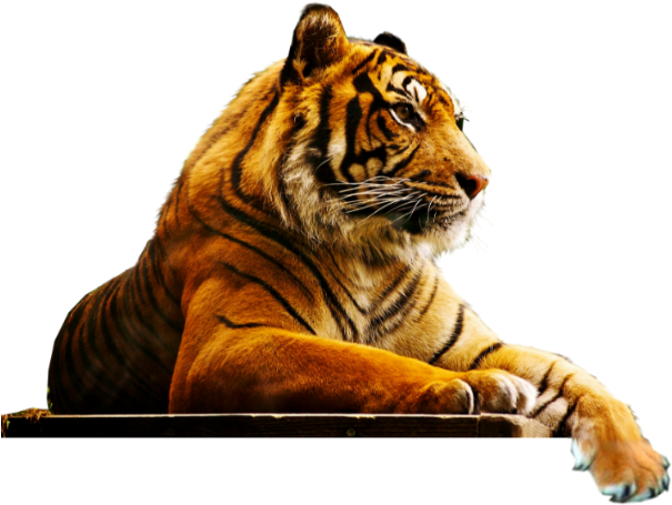 London Zoo (627x484), Png Download