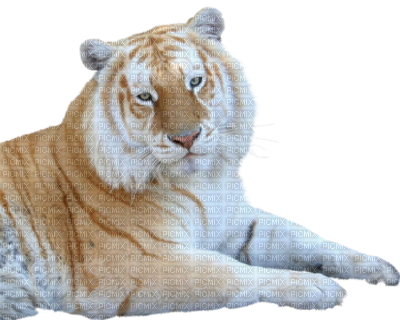 Tigre - Tiger (400x320), Png Download