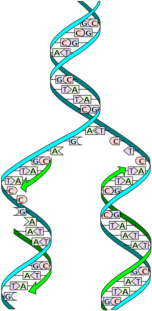 Dna Replication (530x1068), Png Download
