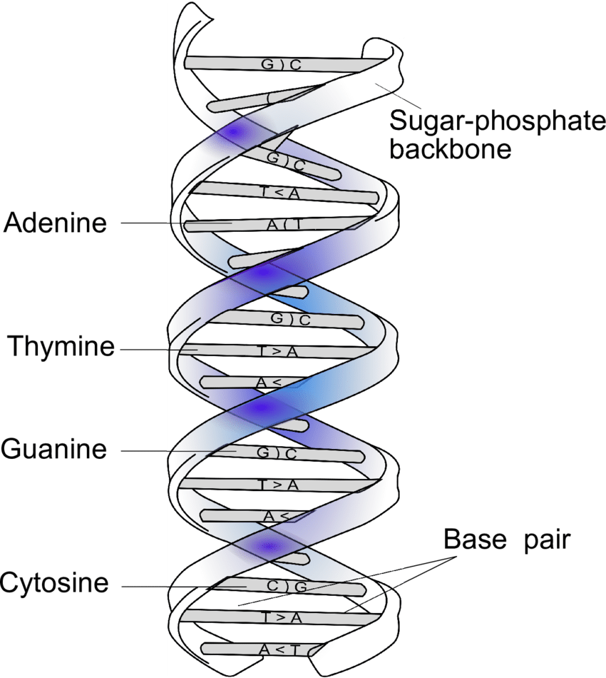 Double Helical Structure Of Dna And Complementary Base - Dna (850x950), Png Download