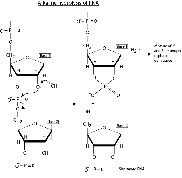 Wherever Complimentary Sequences Are Present In Rna, - Formula Del Glucogeno (625x609), Png Download