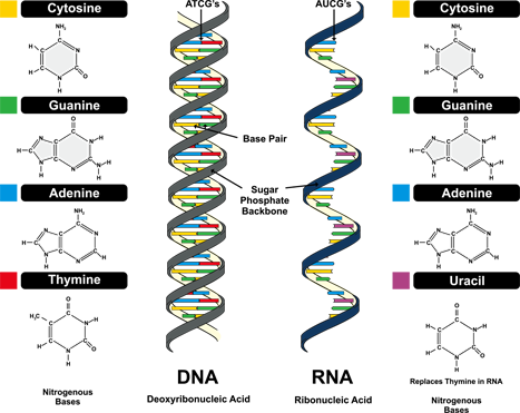 There Are Four Kinds Of Nucleobase For Dna, Adenine - Rna World Hypothesis (467x371), Png Download