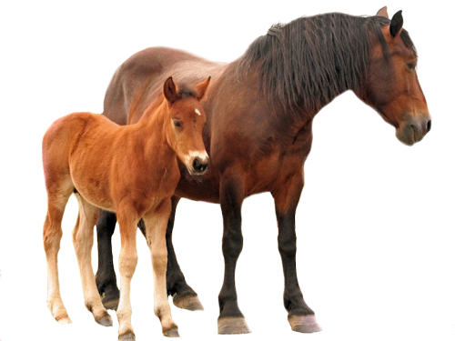 Download Share This Image Cheval Fond Blanc Png Png Image With No Background Pngkey Com Download Share This Image Cheval Fond Blanc Png Png Image With No Background Pngkey Com