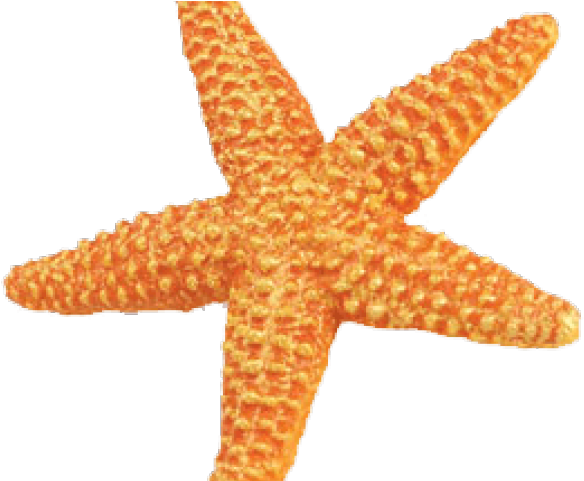 Starfish Png Transparent Images - Safari Ws Sea Life Orange Starfish (640x480), Png Download