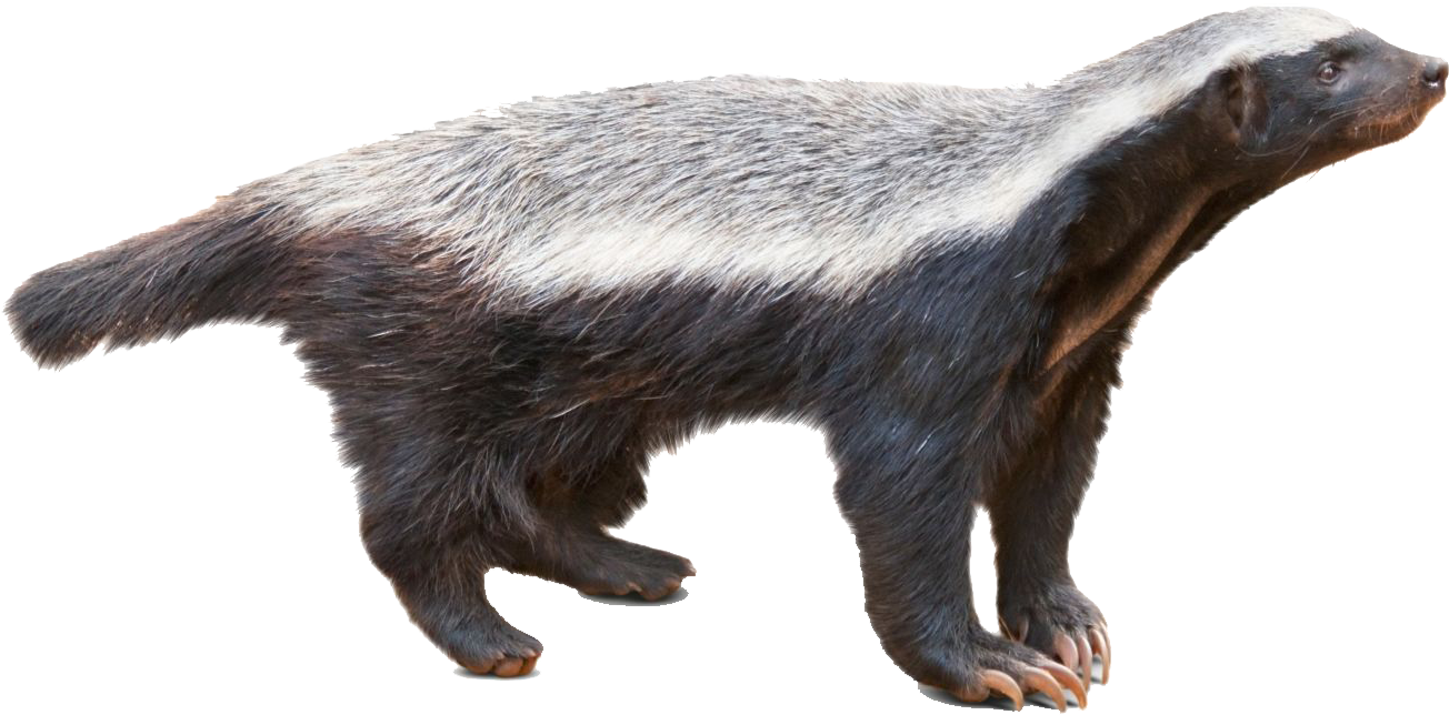 Honey Badger Full Body (1440x749), Png Download