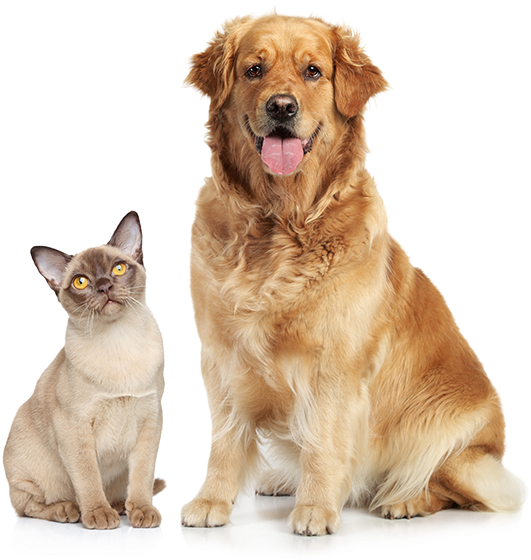 So They Can See A Better Life - Cat And Dog Png (649x600), Png Download