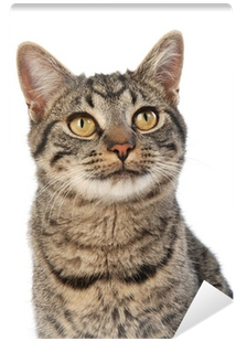 Zenpet Procone Recovery Cone By Zenpet - Dog Collar (400x400), Png Download