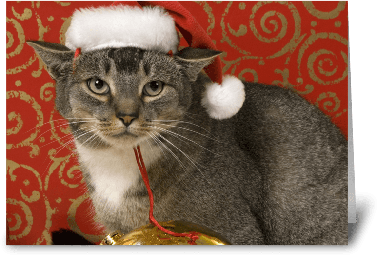 Merry Christmas Greeting Card - Greeting Card (848x698), Png Download