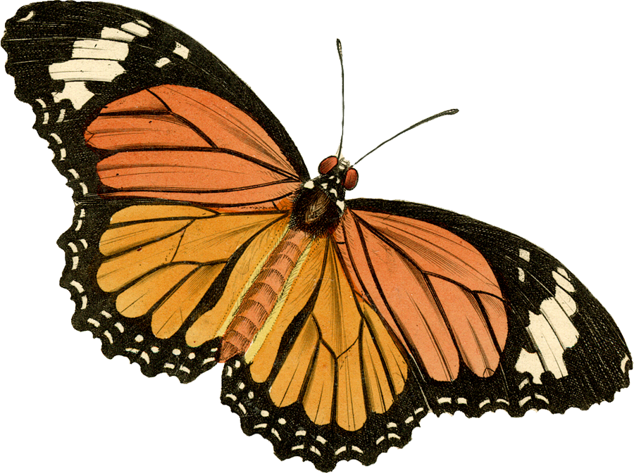 Butterfly1 - Painted Lady Clip Art (900x672), Png Download