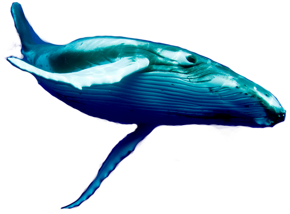 Blue Wheel Fish Png (598x441), Png Download