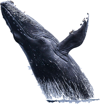 Whale Png Hd (400x414), Png Download
