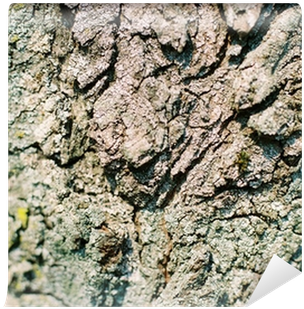 Old Tree Bark Texture - Outcrop (400x400), Png Download