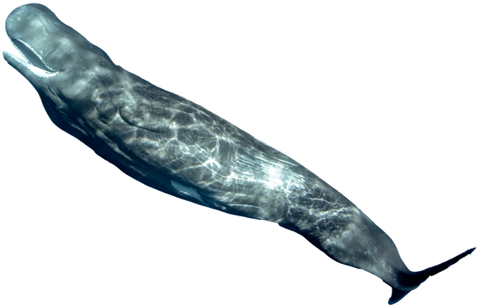 Whales - Humpback Whale (675x434), Png Download