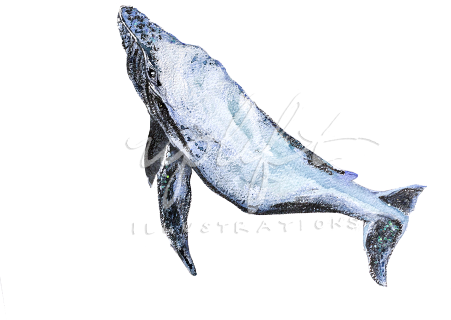 Whale - Whales (1000x850), Png Download