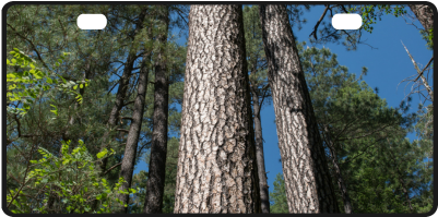 Tall Pine Trees Mt Lemmon Arizona License Plate - Arizona (500x500), Png Download