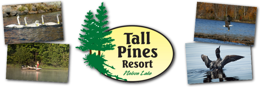 Tall Pines Resort (900x303), Png Download
