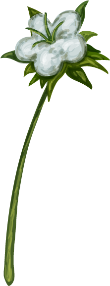 Cotton Plant (247x578), Png Download