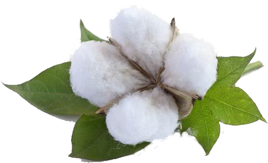 Your Leading Commodities & Equities Trading Broker - Cotton (630x384), Png Download