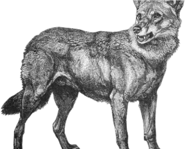 Javaserver Pages Pocket Reference (640x480), Png Download