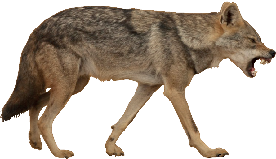 Golden Jackal White Background (890x514), Png Download