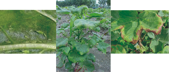 Jassids - Jassids Damage In Cotton (563x240), Png Download