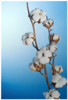 Cotton (400x400), Png Download