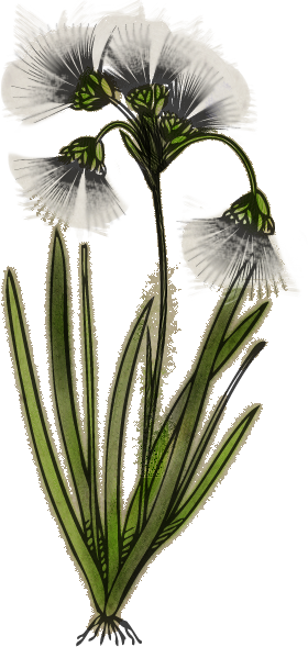 Tundra Cotton - Coton Sauvage Skyrim (280x589), Png Download