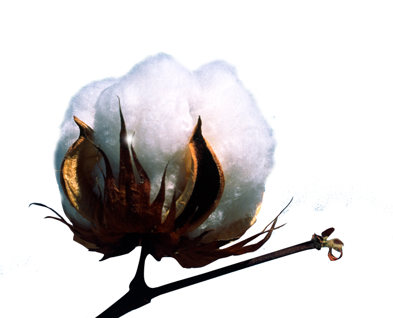 Machines Form Harvested Cotton Into Round Or Rectangular - Infographic (768x622), Png Download