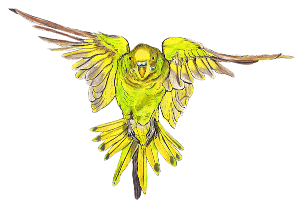 Bleed Area May Not Be Visible - Flying Budgie (600x418), Png Download