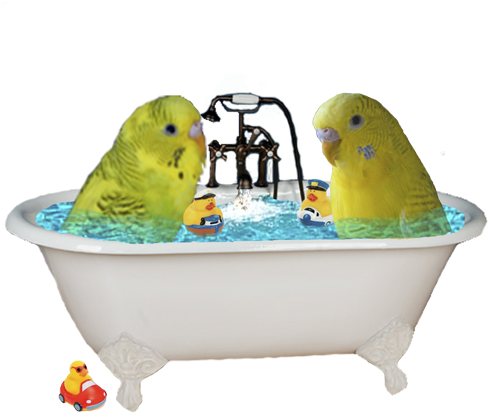 Report This Image - Bathtub (490x453), Png Download