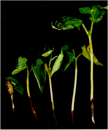 Seedlings Infected With R - Tree (902x426), Png Download